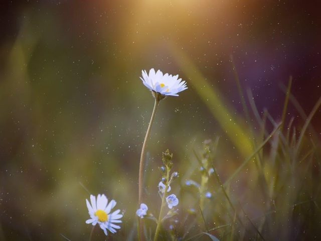 Seeking God’s Restoration in Brokenness (August 22)