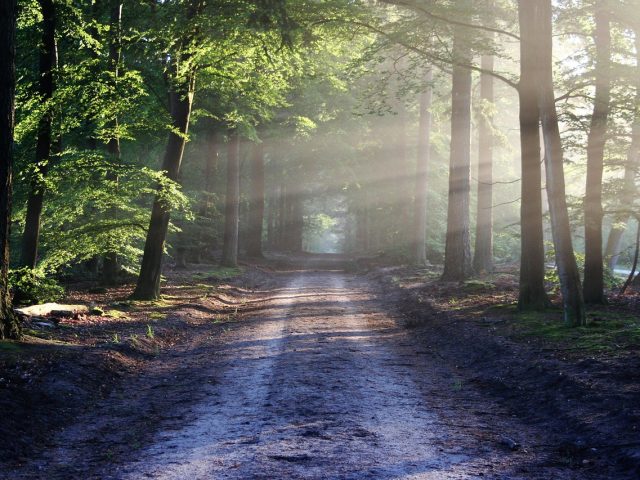 Diligently Seeking God – Joseph (Days 216–235) (August 4)